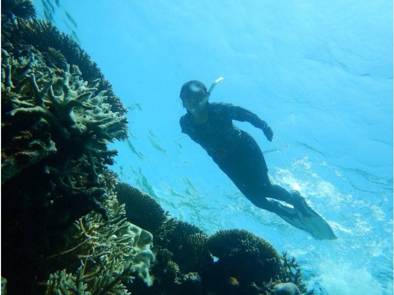 【石垣島、青之洞窟】北部熱門的船浮潛の紹介画像