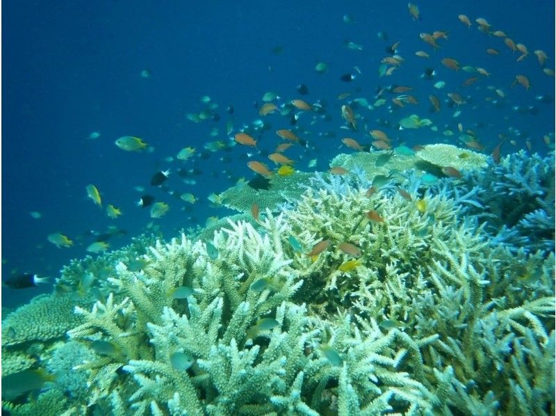 【石垣島/blue cave】島人が知る人気ポイント/吹通川観光こだわりボートシュノーケル　の紹介画像