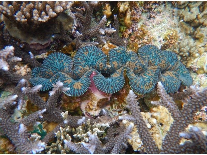 【石垣島、青之洞窟】北部熱門的船浮潛の紹介画像