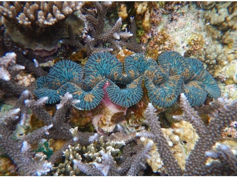 【石垣島/blue cave】島人が知る人気ポイント/吹通川観光こだわりボートシュノーケル　の紹介画像