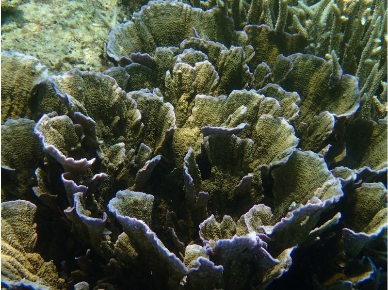 【石垣島/blue cave】島人が知る人気ポイント/吹通川観光こだわりボートシュノーケル　の紹介画像