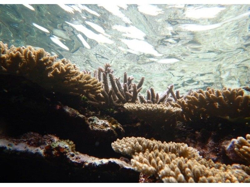 【石垣島/blue cave】島人が知る人気ポイント/吹通川観光こだわりボートシュノーケル　の紹介画像