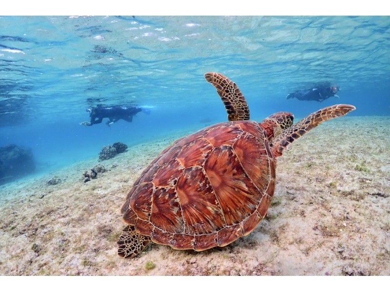 [Okinawa ・ Miyakojima] ☆ One set limited ☆ reserved beach Snorkeling*underwater camera Rental Free * (3 hour course)の紹介画像