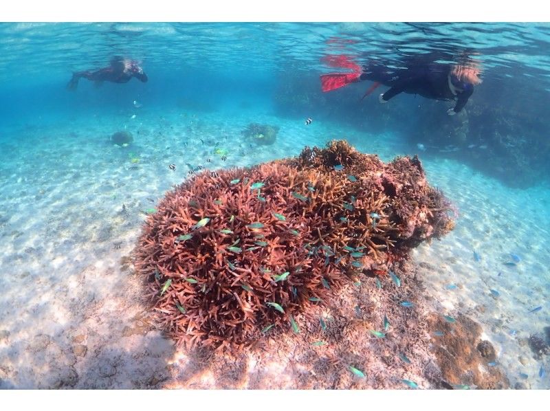 [Okinawa ・ Miyakojima] ☆ One set limited ☆ reserved beach Snorkeling*underwater camera Rental Free * (3 hour course)の紹介画像