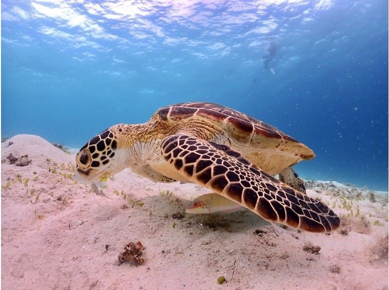 [Okinawa ・ Miyakojima] ☆ One set limited ☆ reserved beach Snorkeling*underwater camera Rental Free * (3 hour course)の紹介画像