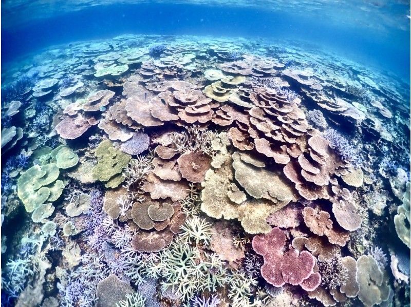 [Okinawa ・ Miyakojima] ☆ One set limited ☆ reserved beach Snorkeling*underwater camera Rental Free * (3 hour course)の紹介画像