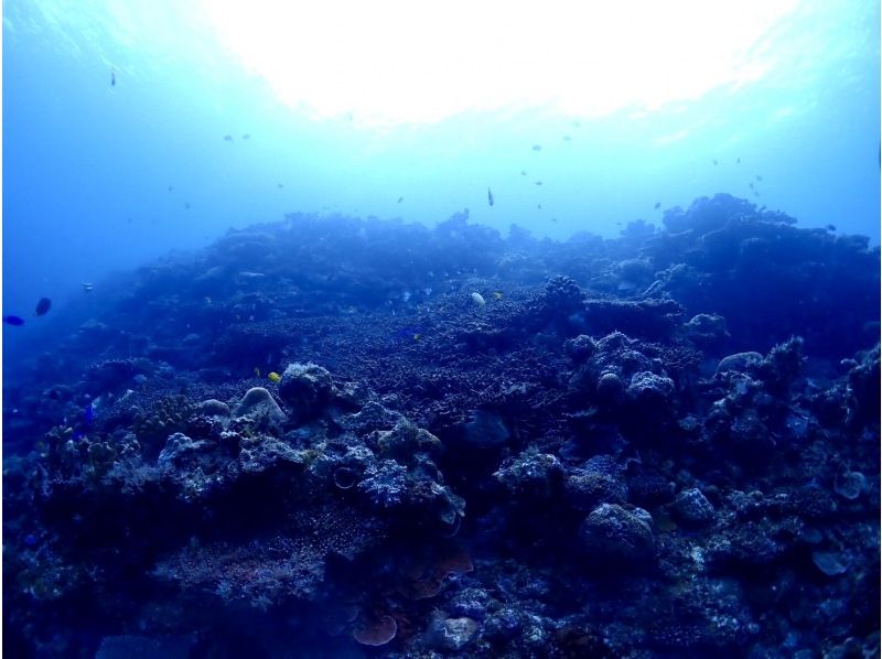 【沖縄・青の洞窟】水深12m！体験ダイビング2DIVEプラン♪一組完全貸切♪動画・写真撮影無料！の紹介画像