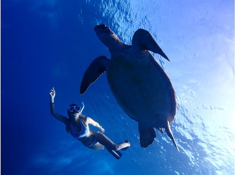 [Okinawa, Ishigaki Island] You can even catch sea turtles and manta rays - Luxury snorkeling with three swims in one day! [Free equipment rental & tour photo gift]の紹介画像