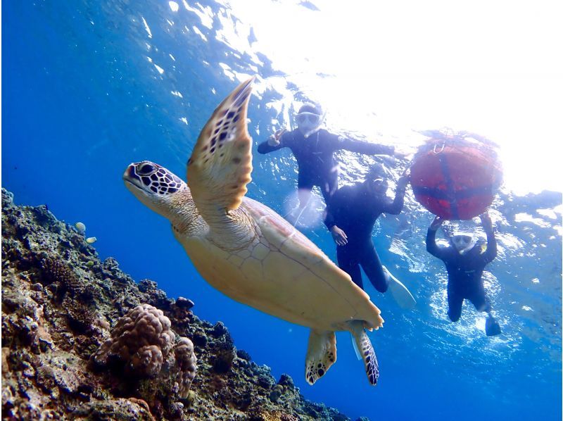 【沖縄・石垣島】ウミガメやマンタも狙える‐１日で３回泳げる贅沢シュノーケリング！【器材レンタル無料＆ツアー写真プレゼント】の紹介画像