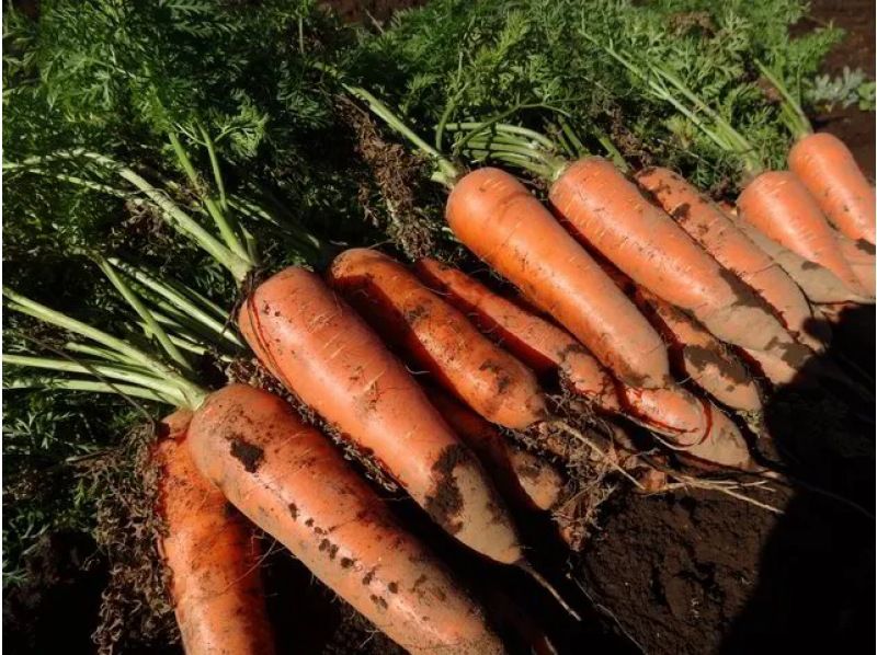 [Chiba, Chiba City] An agricultural experience event that includes farming, harvesting, rice planting, and rice harvesting! Agricultural experience that is soothing in nature & cooking rice in a rice cooker with a hagama and firewoodの紹介画像