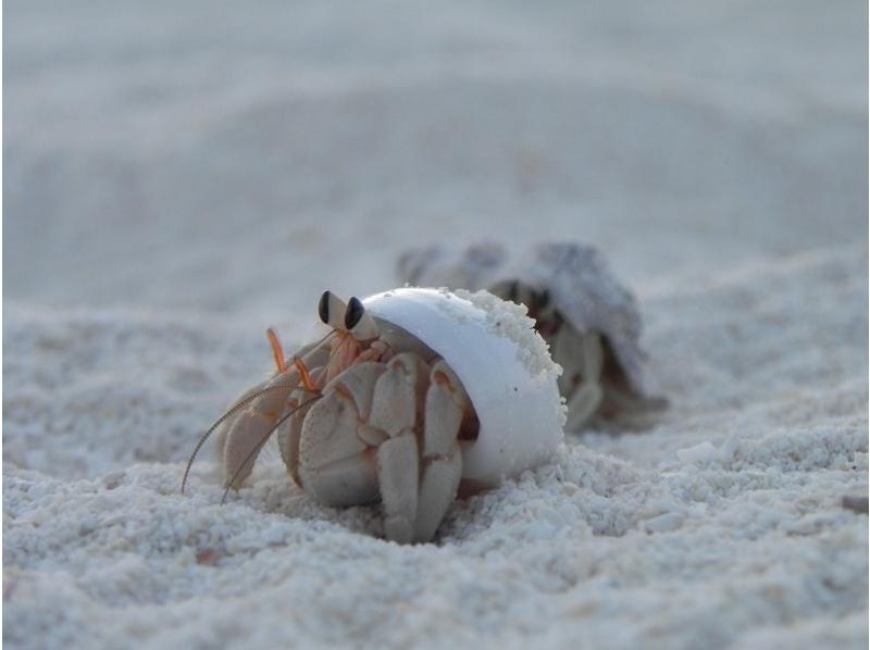 【沖縄・伊平屋島/半日】クルーズボート・シュノーケリングツアー（午前コース・午後コース）3時間☆満喫プラン《送迎無料》動画撮影データ無料！の紹介画像