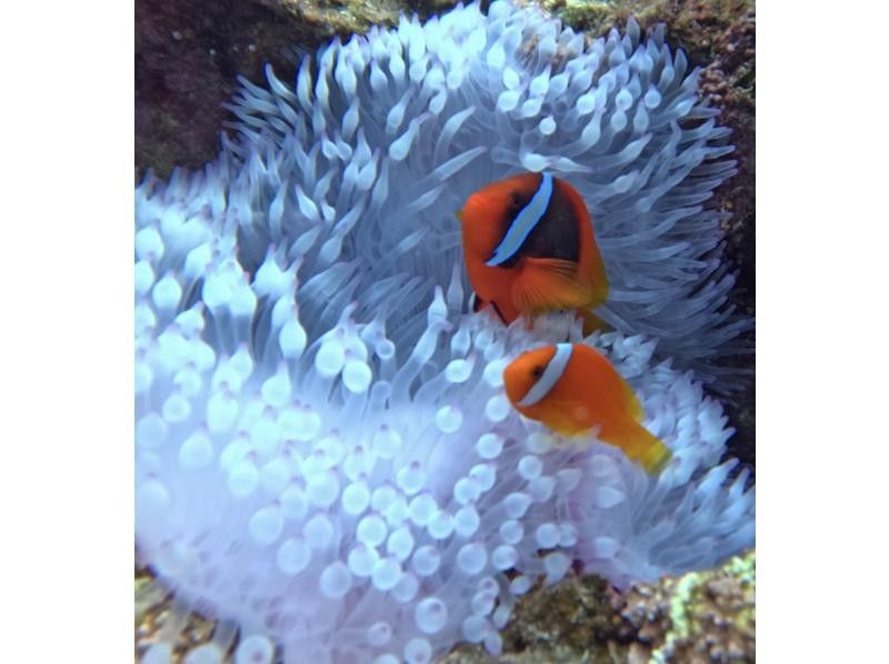 ANA誌掲載【幻の島&青の洞窟】ウミガメ遭遇率99%★石垣島一生に一度は行きたい！大人気スポット★【2歳〜参加可】送迎・写真無料の紹介画像