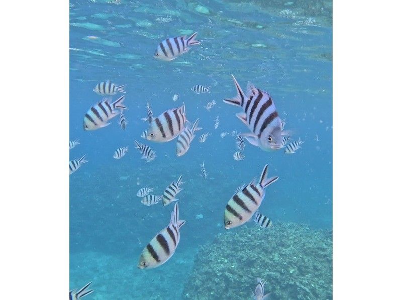 ANA誌掲載【幻の島&青の洞窟】ウミガメ遭遇率99%★石垣島一生に一度は行きたい！大人気スポット★【2歳〜参加可】送迎・写真無料の紹介画像