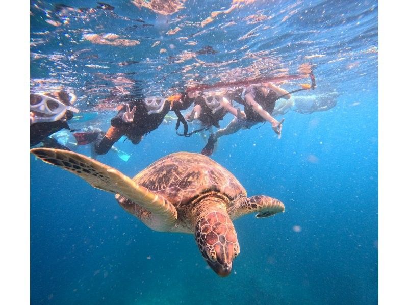 ANA誌掲載【幻の島&青の洞窟】ウミガメ遭遇率99%★石垣島一生に一度は行きたい!大人気スポット★【2歳〜参加可】送迎・写真無料の紹介画像
