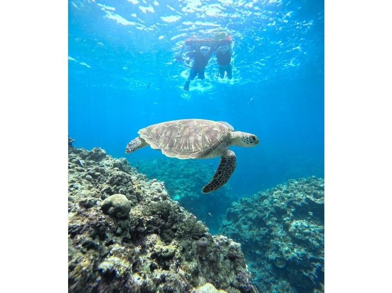 ANA誌掲載【幻の島&青の洞窟】ウミガメ遭遇率99%★石垣島一生に一度は行きたい!大人気スポット★【2歳〜参加可】送迎・写真無料の紹介画像
