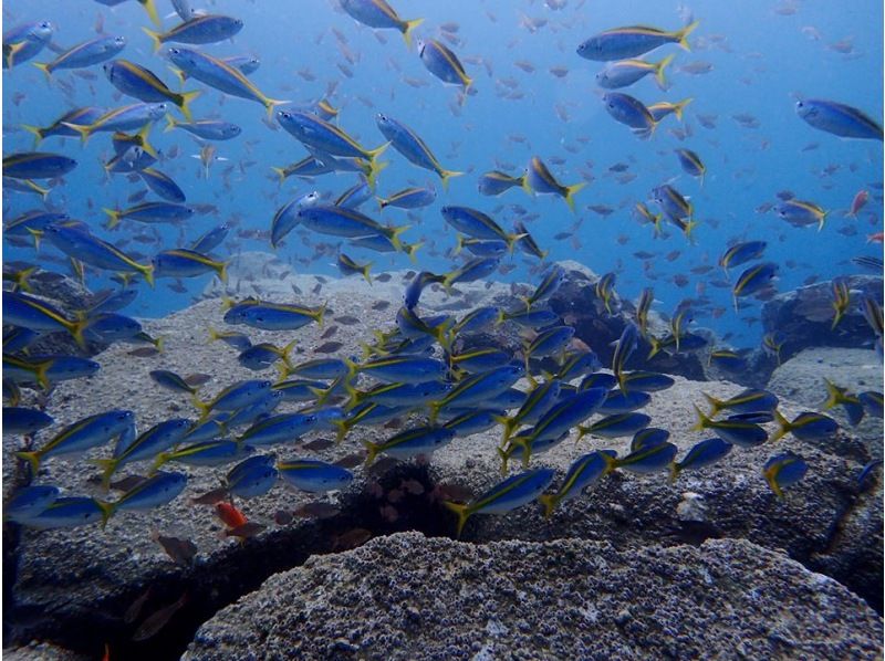 SALE！【静岡・西伊豆・大瀬崎】ライセンス取得コース（BSAC・オーシャンダイバーコース・2日間）レンタル器材無料の紹介画像