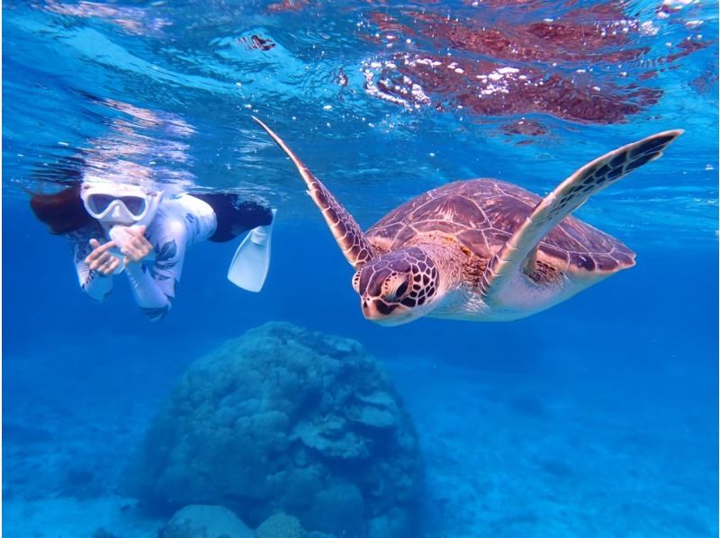 [Miyakojima/Private tour for one group] Popular sea turtle snorkeling tour x jungle night tour! A plan to enjoy both day and night ♪の紹介画像