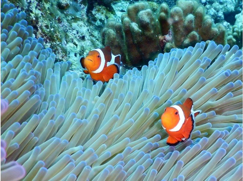 【沖縄・伊平屋島】クルーズボートチャーター半日プラン（3時間貸切り）シュノーケル＆スキンダイビングなどご家族・グループ旅行にオススメの紹介画像