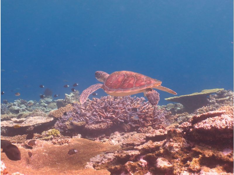 【沖縄・伊平屋島】クルーズボートチャーター半日プラン（3時間貸切り）シュノーケル＆スキンダイビングなどご家族・グループ旅行にオススメの紹介画像