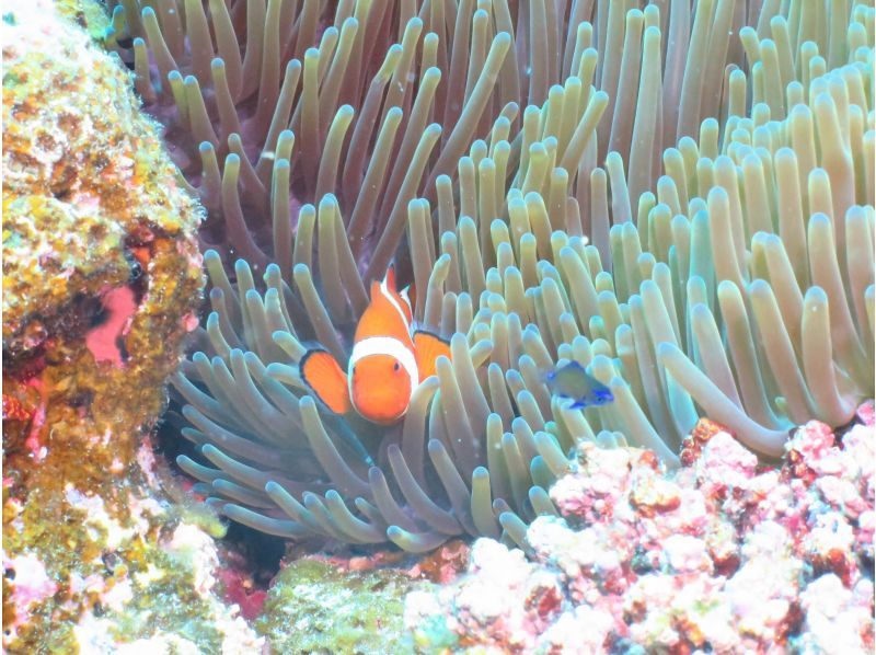 【沖縄・伊平屋島】クルーズボートチャーター半日プラン（3時間貸切り）シュノーケル＆スキンダイビングなどご家族・グループ旅行にオススメの紹介画像