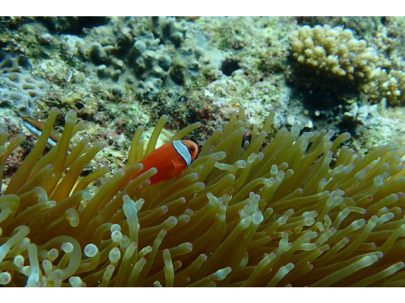 【沖繩恩納村】&ldquo;藍洞船浮潛和滑翔傘套裝&rdquo;の紹介画像