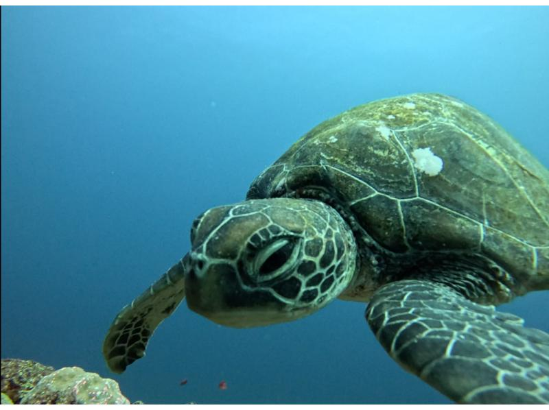 【沖繩恩納村】&ldquo;藍洞船浮潛和滑翔傘套裝&rdquo;の紹介画像