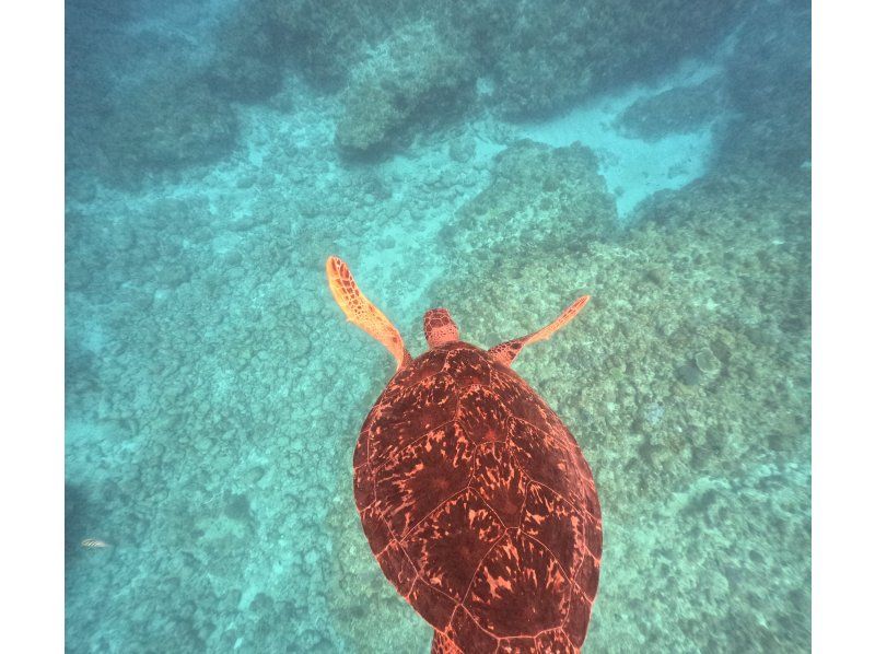 Swim with turtles at Nakayukui Beach Entry Snorkeling in Onna Villageの紹介画像