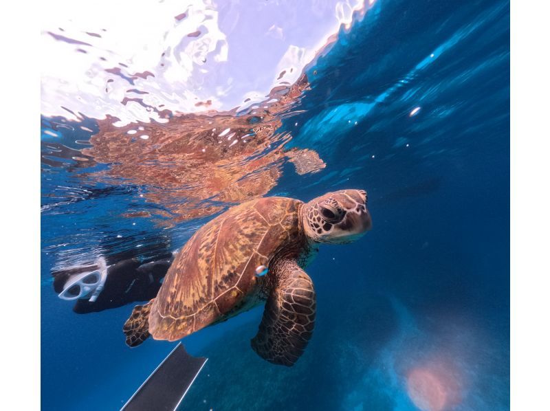 Swim with turtles at Nakayukui Beach Entry Snorkeling in Onna Villageの紹介画像