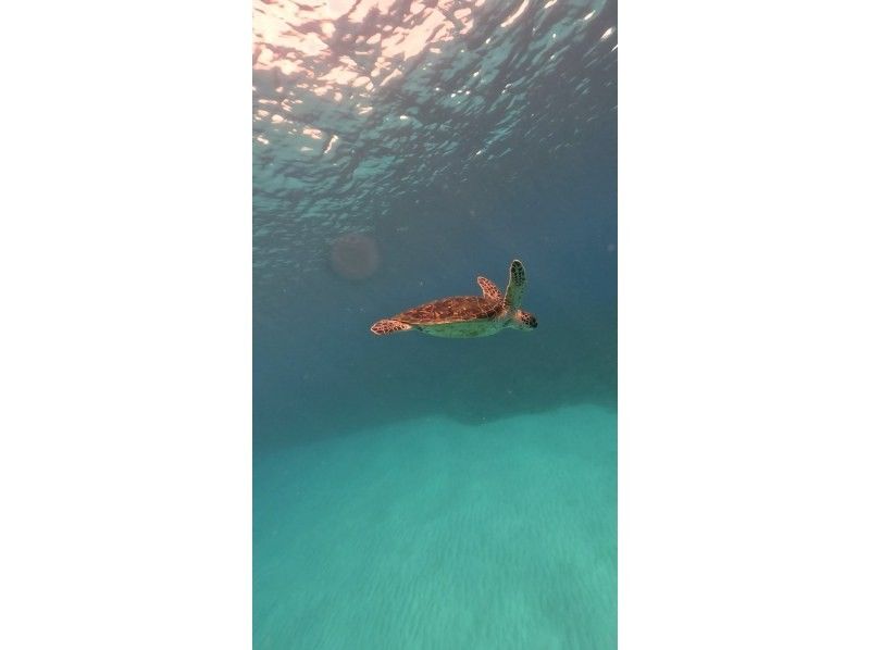 Swim with turtles at Nakayukui Beach Entry Snorkeling in Onna Villageの紹介画像