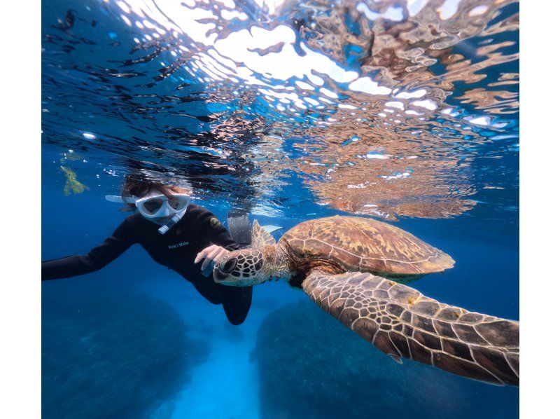 Swim with turtles at Nakayukui Beach Entry Snorkeling in Onna Villageの紹介画像