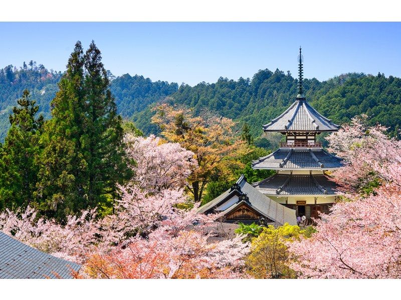 【桜の季節限定】奈良公園のかわいい鹿 |東大寺 |吉野山のお花見 |千本桜 |無料の桜ベル | 1日ツアーの紹介画像