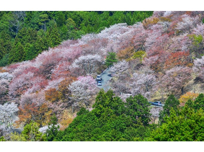 【桜の季節限定】奈良公園のかわいい鹿 |東大寺 |吉野山のお花見 |千本桜 |無料の桜ベル | 1日ツアーの紹介画像