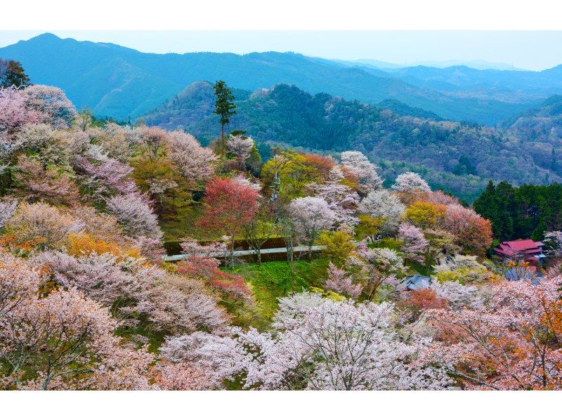 【桜の季節限定】奈良公園のかわいい鹿 |東大寺 |吉野山のお花見 |千本桜 |無料の桜ベル | 1日ツアーの紹介画像