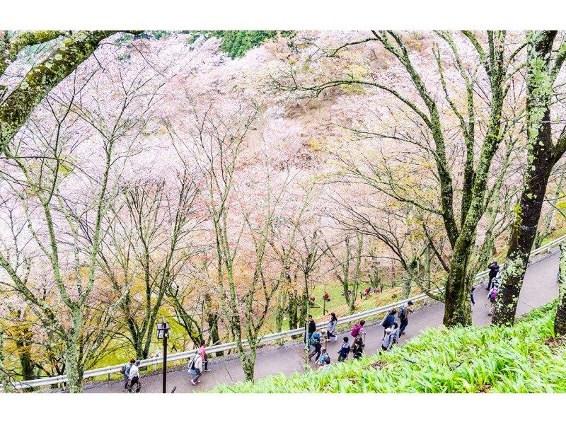 【桜の季節限定】奈良公園のかわいい鹿 |東大寺 |吉野山のお花見 |千本桜 |無料の桜ベル | 1日ツアーの紹介画像