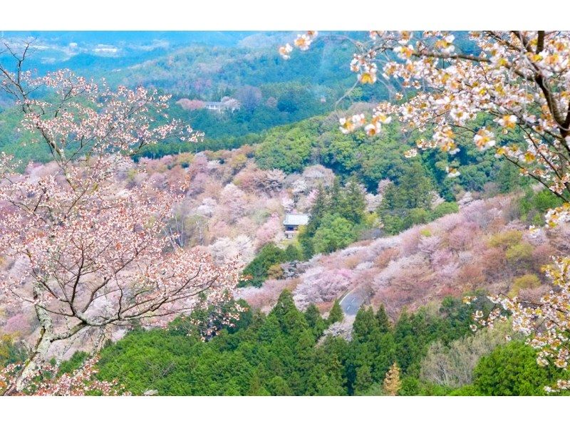 【桜の季節限定】奈良公園のかわいい鹿 |東大寺 |吉野山のお花見 |千本桜 |無料の桜ベル | 1日ツアーの紹介画像