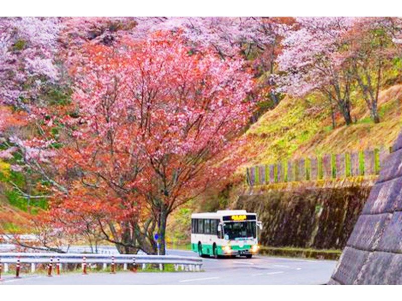 【桜の季節限定】奈良公園のかわいい鹿 |東大寺 |吉野山のお花見 |千本桜 |無料の桜ベル | 1日ツアーの紹介画像