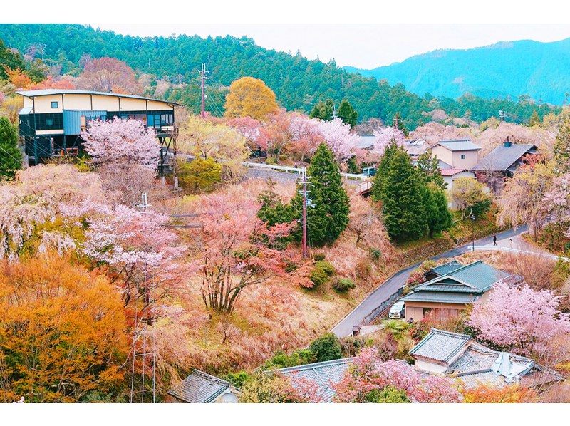 【桜の季節限定】奈良公園のかわいい鹿 |東大寺 |吉野山のお花見 |千本桜 |無料の桜ベル | 1日ツアーの紹介画像