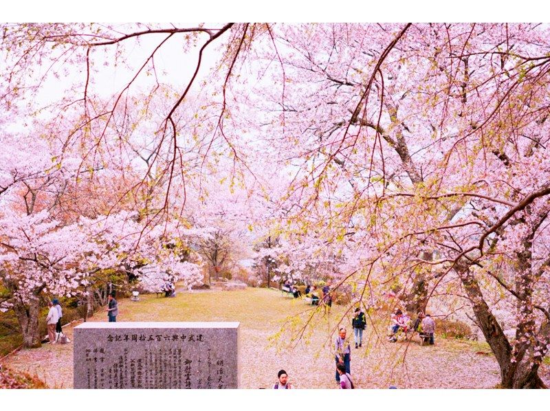 【桜の季節限定】奈良公園のかわいい鹿 |東大寺 |吉野山のお花見 |千本桜 |無料の桜ベル | 1日ツアーの紹介画像