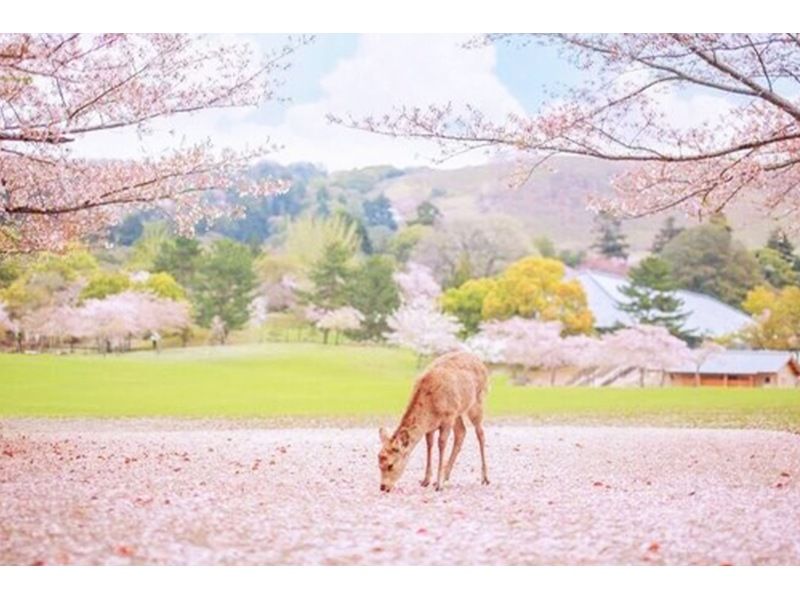 【桜の季節限定】奈良公園のかわいい鹿 |東大寺 |吉野山のお花見 |千本桜 |無料の桜ベル | 1日ツアーの紹介画像