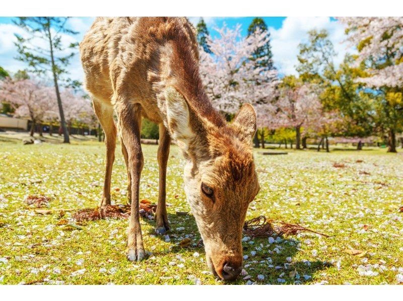 【桜の季節限定】奈良公園のかわいい鹿 |東大寺 |吉野山のお花見 |千本桜 |無料の桜ベル | 1日ツアーの紹介画像