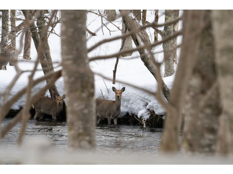 【手ぶらSUP】写真付き！北海道初上陸クリアSUPで、水質11年連続日本1位を誇る湖・川を体感！アメニティー各種無料！初心者・カップル歓迎！の紹介画像