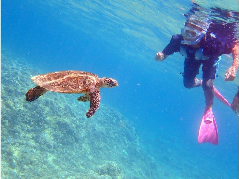 【沖縄・西表島】シュノーケリング半日ツアー！サンゴ礁が広がる西表島の海を満喫しよう！の紹介画像