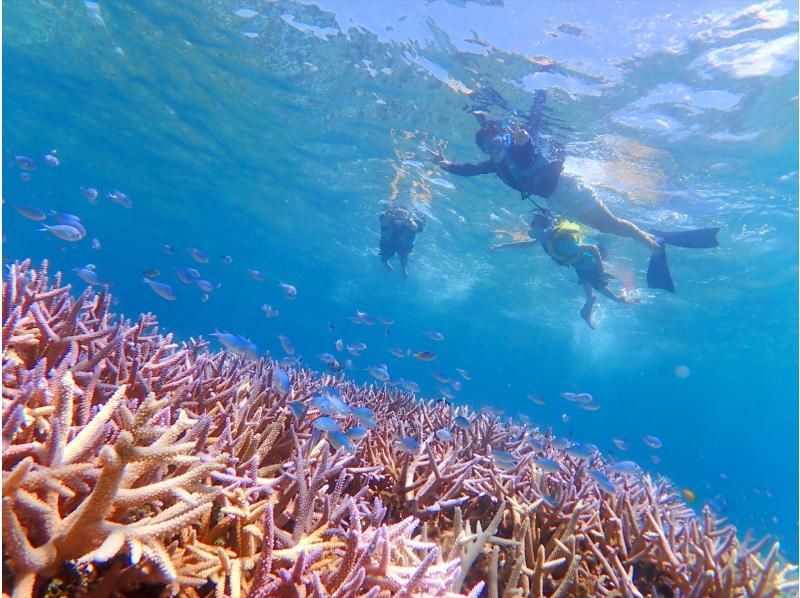 【沖縄・西表島】シュノーケリング半日ツアー！サンゴ礁が広がる西表島の海を満喫しよう！の紹介画像