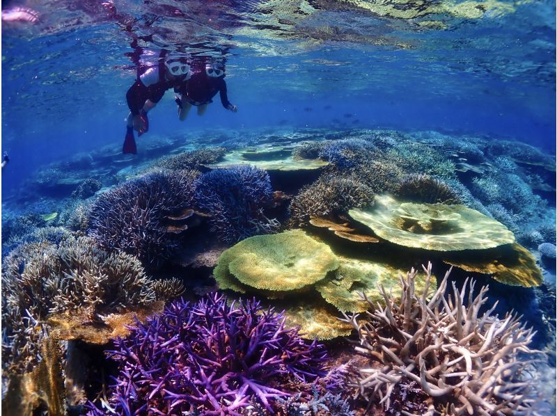 [Miyakojima] The shortest route to Yaebiji - sailing from Ikema Island! We are confident in drone photography and photo data! Yabiji half-day snorkeling in one of Japan's largest coral reefs (small group size)の紹介画像