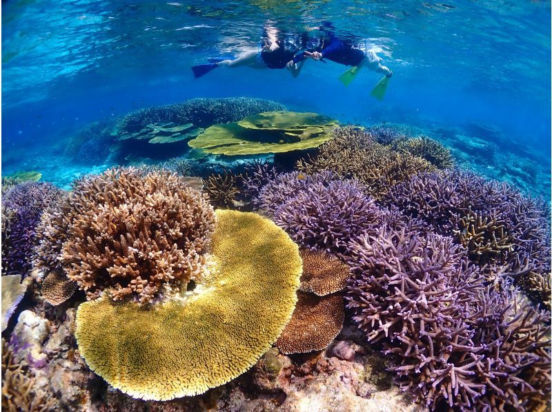 [Miyakojima] The shortest route to Yaebiji - sailing from Ikema Island! We are confident in drone photography and photo data! Yabiji half-day snorkeling in one of Japan's largest coral reefs (small group size)の紹介画像