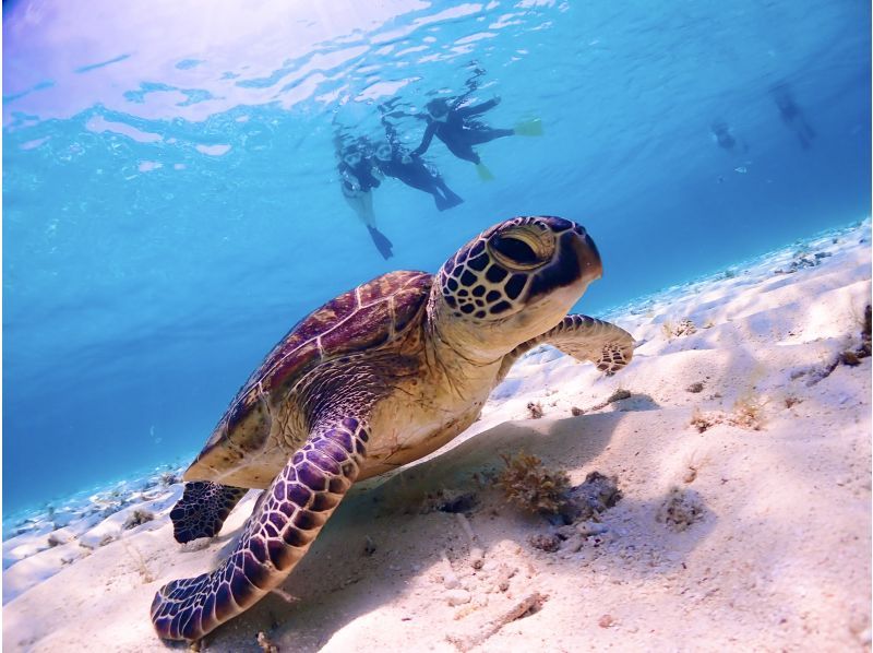 【宮古島】八重干瀬まで最短・池間島出航！ドローン撮影・写真データに自信あり！日本最大級のサンゴ礁で泳ぐヤビジ半日シュノーケル《少人数制》の紹介画像