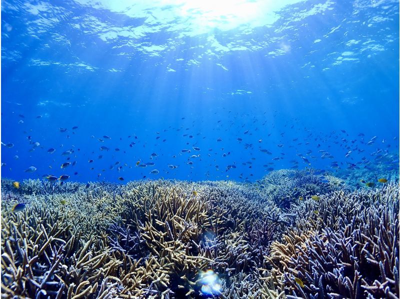 【宮古島】八重干瀬まで最短・池間島出航！ドローン撮影・写真データに自信あり！日本最大級のサンゴ礁で泳ぐヤビジ半日シュノーケル《少人数制》の紹介画像