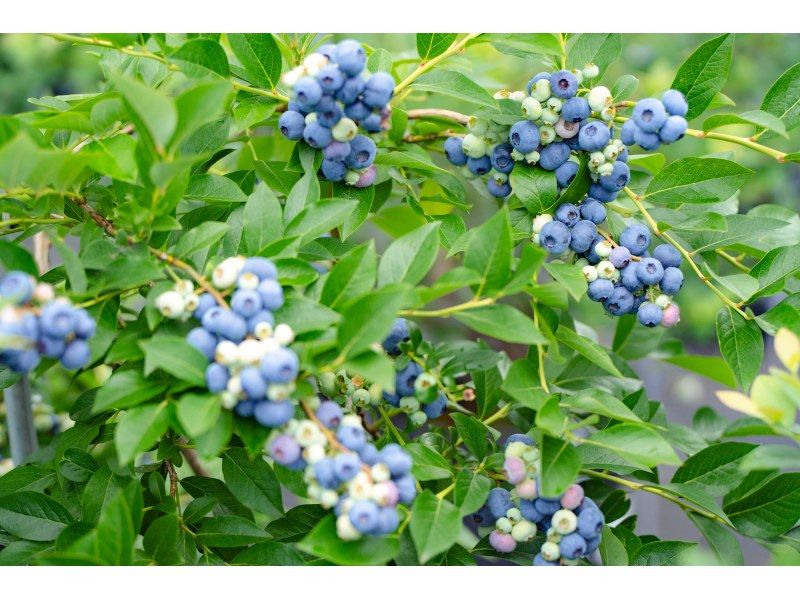 [Shiga / Maibara] Experience picking ripe blueberries at the foot of Mt. Ibuki. Enjoy unlimited time and all-you-can-eat large, sweet blueberries!の紹介画像