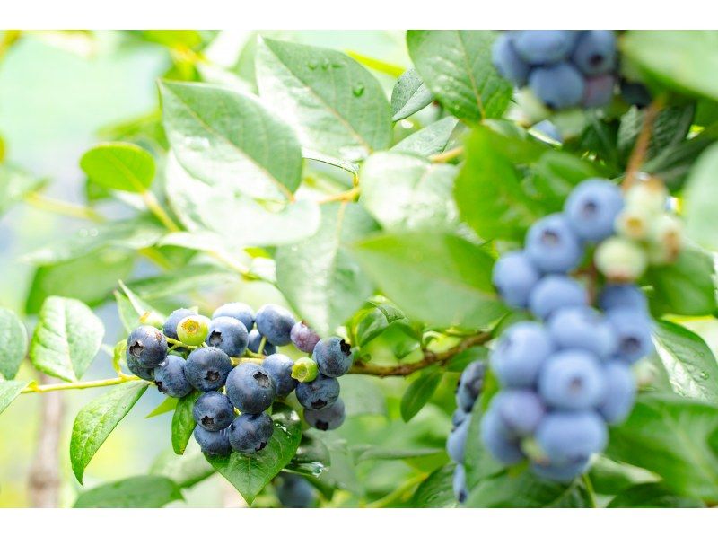 [Shiga / Maibara] Experience picking ripe blueberries at the foot of Mt. Ibuki. Enjoy unlimited time and all-you-can-eat large, sweet blueberries!の紹介画像