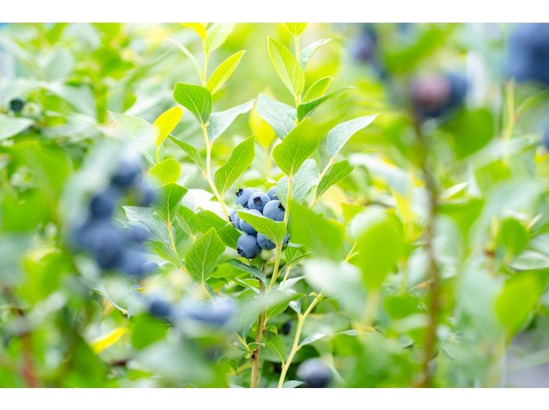 [Shiga / Maibara] Experience picking ripe blueberries at the foot of Mt. Ibuki. Enjoy unlimited time and all-you-can-eat large, sweet blueberries!の紹介画像